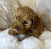 Theo teeny tiny poodle, a male Poodle - Toy  for sale in Fountain Valley, CA – Photo 3 of 10