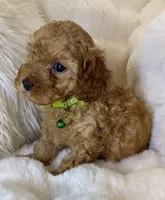 Theo teeny tiny poodle, a male Poodle - Toy  for sale in Fountain Valley, CA – Photo 10 of 10