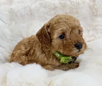 Theo , a male Poodle - Toy  for sale in Fountain Valley, CA – Photo 1 of 4