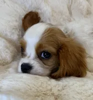 💙💚Teddy💙💚, a male Cavalier King Charles Spaniel for sale in Fountain Valley, CA – 3 of 10