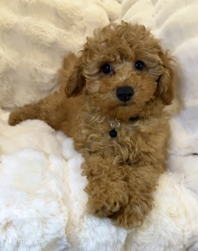 ❤️💙Bentley tiny toy poodle ❤️💙 – Poodle - Toy  puppy for sale in Fountain Valley, CA