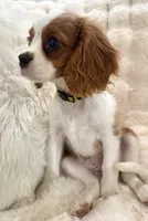 ♥️Charlotte♥️, a female Cavalier King Charles Spaniel for sale in Fountain Valley, CA – 7 of 10