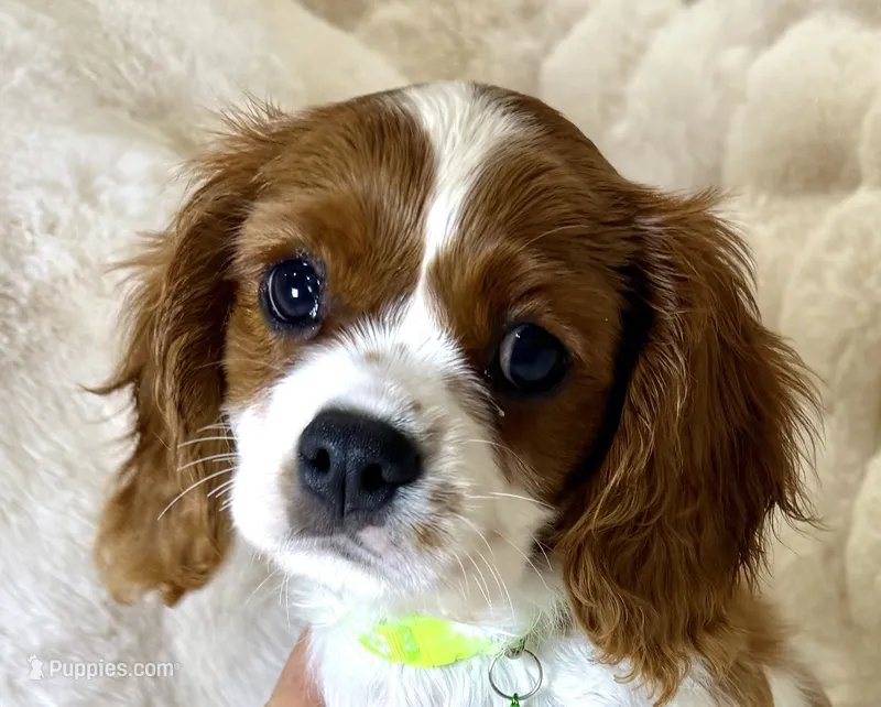 Tony  – Cavalier King Charles Spaniel puppy for sale in Fountain Valley, CA