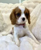 🩷💛Penelope💛🩷, a female Cavalier King Charles Spaniel for sale in Fountain Valley, CA – 2 of 10