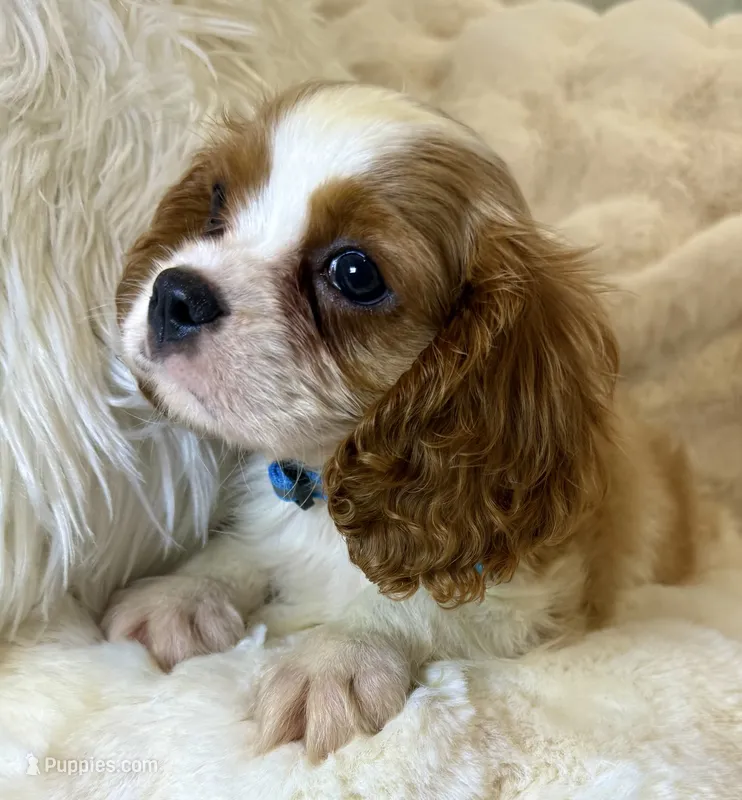 💚💚Eddie 💚💚 – Cavalier King Charles Spaniel puppy for sale in Fountain Valley, CA