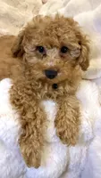 💛💙Oakley 💛💙, a male Poodle - Toy  for sale in Fountain Valley, CA – 2 of 8