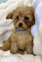 💙❤️💙Clifford 💙❤️💙, a male Poodle - Toy  for sale in Fountain Valley, CA – 6 of 10