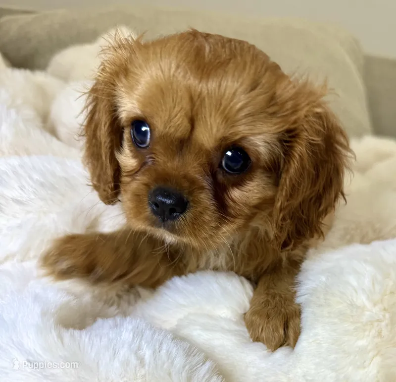 Naomi  – Cavalier King Charles Spaniel puppy for sale in Fountain Valley, CA