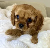 Annie, a female Cavalier King Charles Spaniel for sale in Fountain Valley, CA – 4 of 10