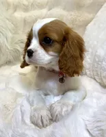 🩷💛Penelope💛🩷, a female Cavalier King Charles Spaniel for sale in Fountain Valley, CA – 8 of 10