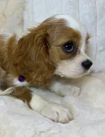 🩷💛Lily🩷💛, a female Cavalier King Charles Spaniel for sale in Fountain Valley, CA – 5 of 10