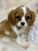 💛Sadie🩷, a female Cavalier King Charles Spaniel for sale in Fountain Valley, CA – 3 of 10