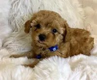 Winston tiny toy poodle, a male Poodle - Toy  for sale in Fountain Valley, CA – Photo 8 of 10