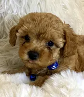 Winston tiny toy poodle, a male Poodle - Toy  for sale in Fountain Valley, CA – Photo 4 of 10