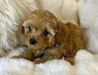 Winston tiny toy poodle, a male Poodle - Toy  for sale in Fountain Valley, CA – Photo 9 of 10