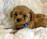 Winston tiny toy poodle, a male Poodle - Toy  for sale in Fountain Valley, CA – Photo 7 of 10