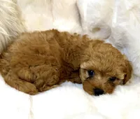 Winston tiny toy poodle, a male Poodle - Toy  for sale in Fountain Valley, CA – Photo 10 of 10