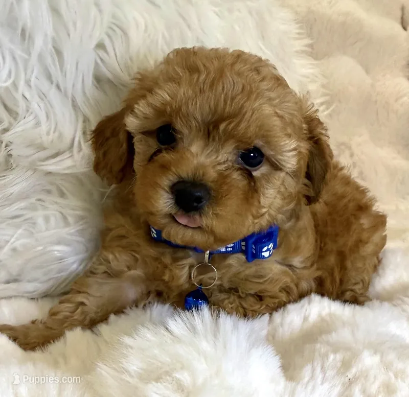 Winston  – Poodle - Toy  puppy for sale in Fountain Valley, CA