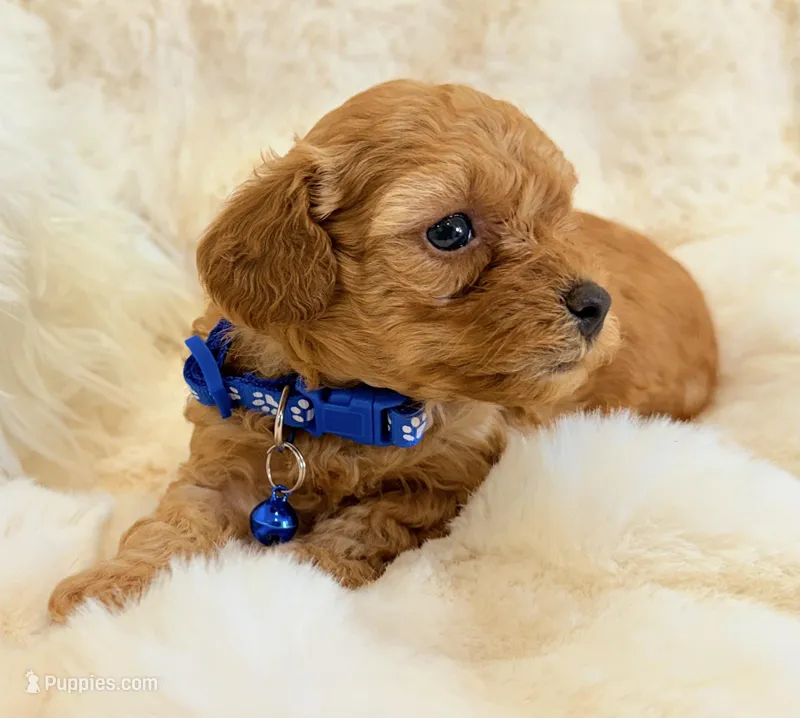 Winston  – Poodle - Toy  puppy for sale in Fountain Valley, CA