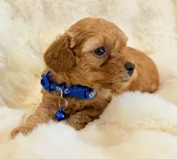 Winston , a male Poodle - Toy  for sale in Fountain Valley, CA – Photo 1 of 4