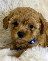 Winston tiny toy poodle, a male Poodle - Toy  for sale in Fountain Valley, CA – Photo 3 of 10