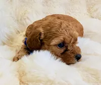 Winston , a male Poodle - Toy  for sale in Fountain Valley, CA – Photo 2 of 4