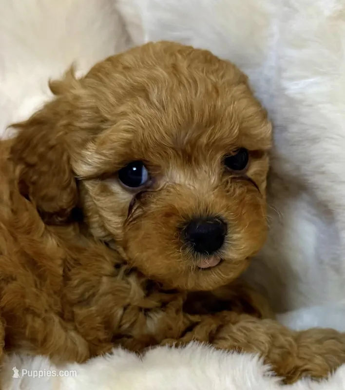 Winston  – Poodle - Toy  puppy for sale in Fountain Valley, CA