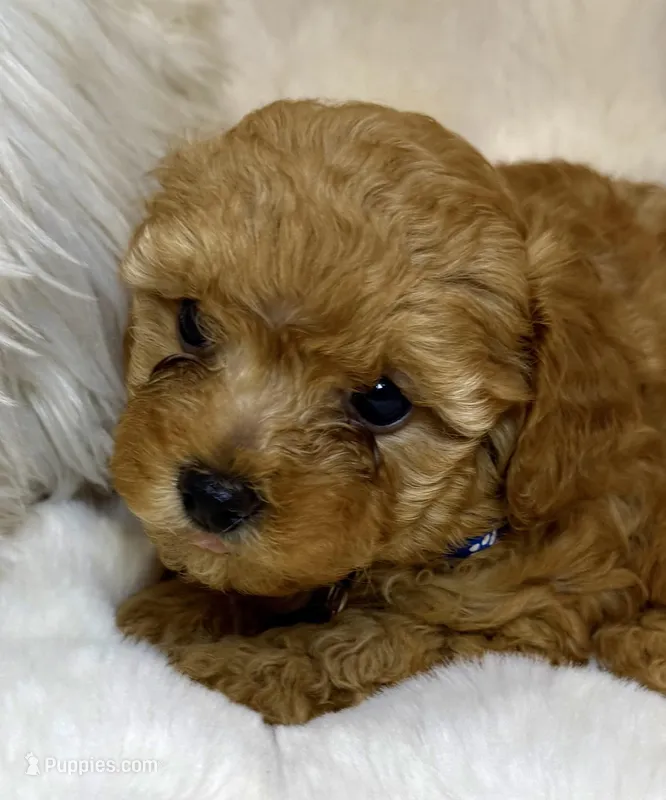 Romeo the lover poodle – Poodle - Toy  puppy for sale in Fountain Valley, CA