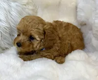 Winston tiny toy poodle, a male Poodle - Toy  for sale in Fountain Valley, CA – Photo 6 of 10