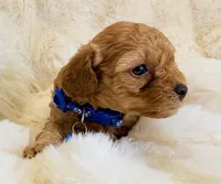 Winston , a male Poodle - Toy  for sale in Fountain Valley, CA – Photo 3 of 4