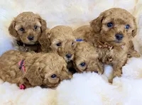 Winston , a male Poodle - Toy  for sale in Fountain Valley, CA – Photo 4 of 4