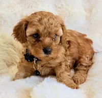 Bentley , a male Poodle - Toy  for sale in Fountain Valley, CA – Photo 3 of 3