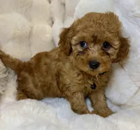 Bentley tiny toy poodle , a male Poodle - Toy  for sale in Fountain Valley, CA – Photo 9 of 10