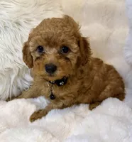 Bentley tiny toy poodle , a male Poodle - Toy  for sale in Fountain Valley, CA – Photo 10 of 10