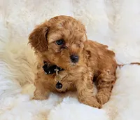 Bentley , a male Poodle - Toy  for sale in Fountain Valley, CA – Photo 2 of 3