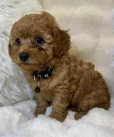 Bentley tiny toy poodle , a male Poodle - Toy  for sale in Fountain Valley, CA – Photo 1 of 10