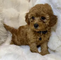 Bentley tiny toy poodle , a male Poodle - Toy  for sale in Fountain Valley, CA – Photo 3 of 10