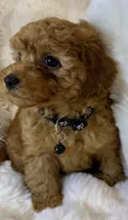 Bentley tiny toy poodle , a male Poodle - Toy  for sale in Fountain Valley, CA – Photo 4 of 10
