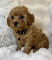 Bentley tiny toy poodle , a male Poodle - Toy  for sale in Fountain Valley, CA – Photo 2 of 10
