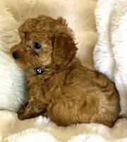 Bentley tiny toy poodle , a male Poodle - Toy  for sale in Fountain Valley, CA – Photo 8 of 10