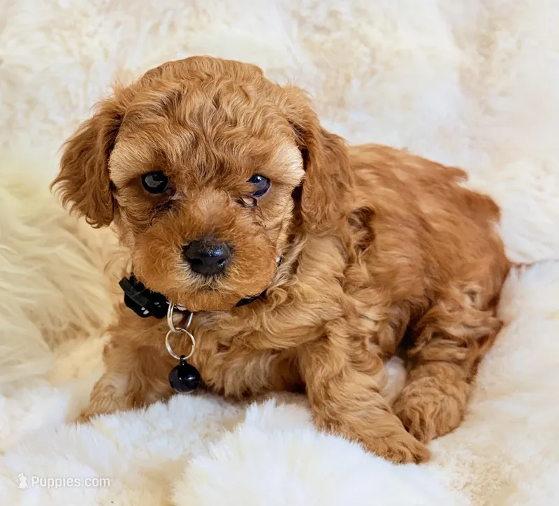 Bentley  – Poodle - Toy  puppy for sale in Fountain Valley, CA
