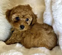 Bentley tiny toy poodle , a male Poodle - Toy  for sale in Fountain Valley, CA – Photo 6 of 10