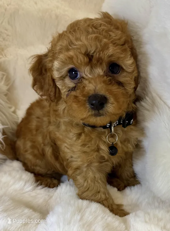 Bentley tiny toy poodle  – Poodle - Toy  puppy for sale in Fountain Valley, CA