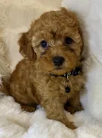 Bentley tiny toy poodle , a male Poodle - Toy  for sale in Fountain Valley, CA – Photo 5 of 10