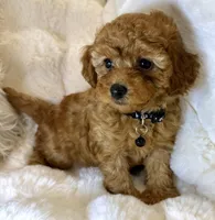 Bentley tiny toy poodle , a male Poodle - Toy  for sale in Fountain Valley, CA – Photo 7 of 10