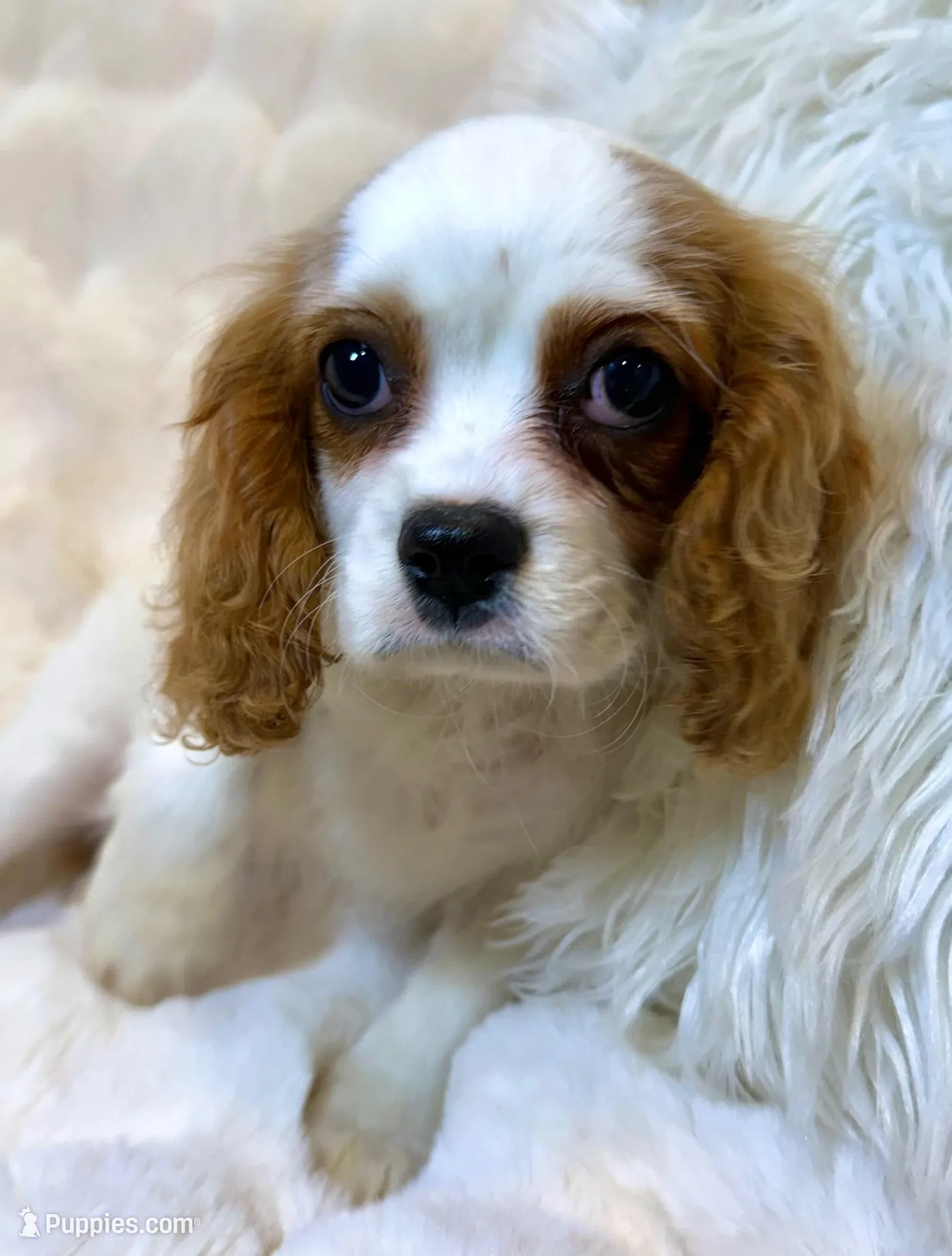 Charlotte , a female Cavalier King Charles Spaniel for sale in Fountain Valley, CA – Photo 6 of 10