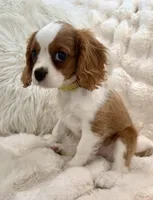 ♥️Charlotte♥️, a female Cavalier King Charles Spaniel for sale in Fountain Valley, CA – 3 of 10