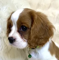 ♥️💙Finn💙♥️, a male Cavalier King Charles Spaniel for sale in Fountain Valley, CA – 2 of 10