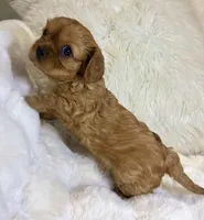 Naomi , a female Cavalier King Charles Spaniel for sale in Fountain Valley, CA – 8 of 9