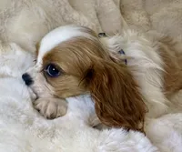 💙💚Teddy💙💚, a male Cavalier King Charles Spaniel for sale in Fountain Valley, CA – 7 of 10
